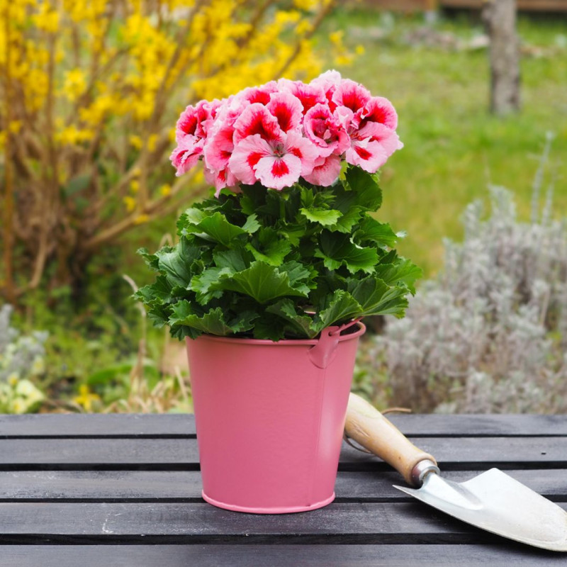 Geranium, plante de printemps pour l'extérieur