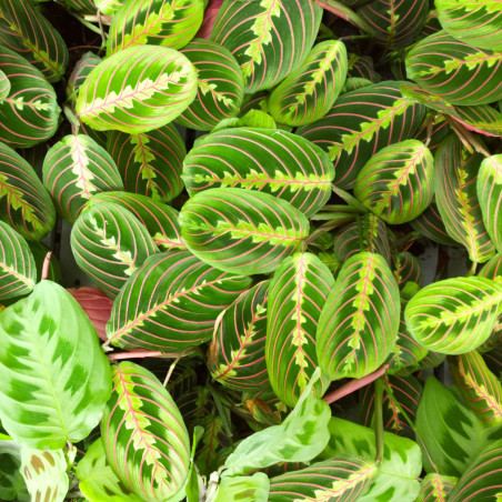 Plante verte à petits prix chez votre fleuriste