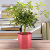 Plante verte pour le bureau