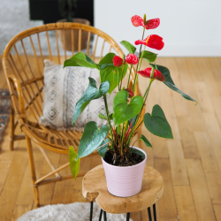 Plante fleurie, anthurium rouge