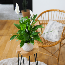 Plante fleurie, fleurs blanches