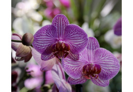 Orchidées Naturelles chez Fleurs Ô Naturel : Beauté et Raffinement pour Tout Espace