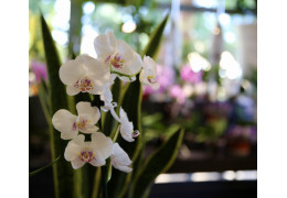 Plantes Fleuries pour Mariages chez Fleurs Ô Naturel : Ajoutez une Touche de Nature à Votre Jour Spécial