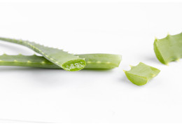 Aloe Vera chez Fleurs Ô Naturel : La Plante Miraculeuse pour Votre Intérieur